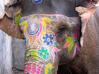 Elephant India